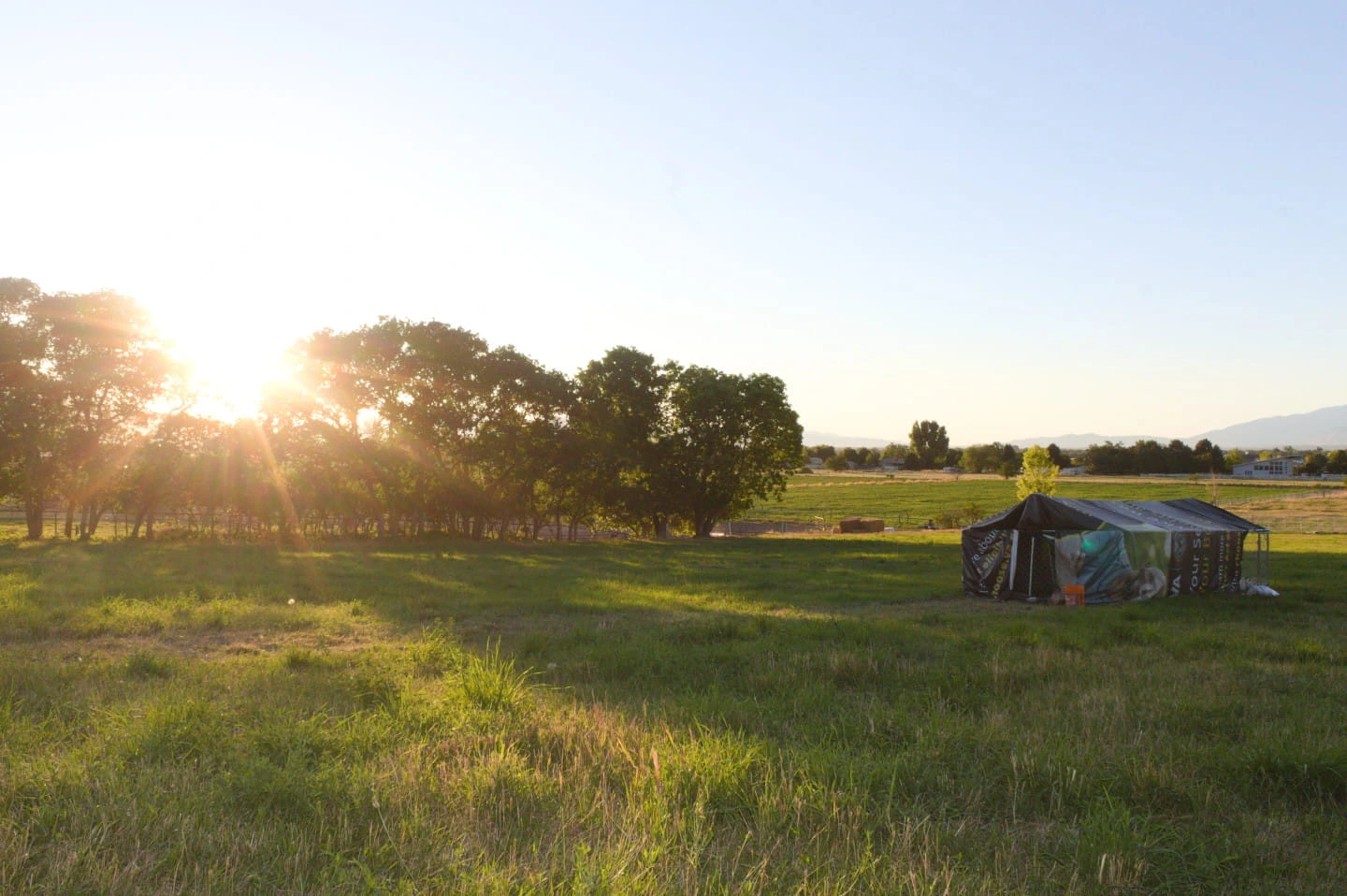 pasture in the evening